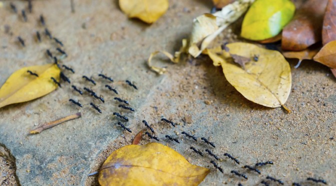 Why Can’t Programmers Be More Like Ants? Or a Lesson in Stigmergy